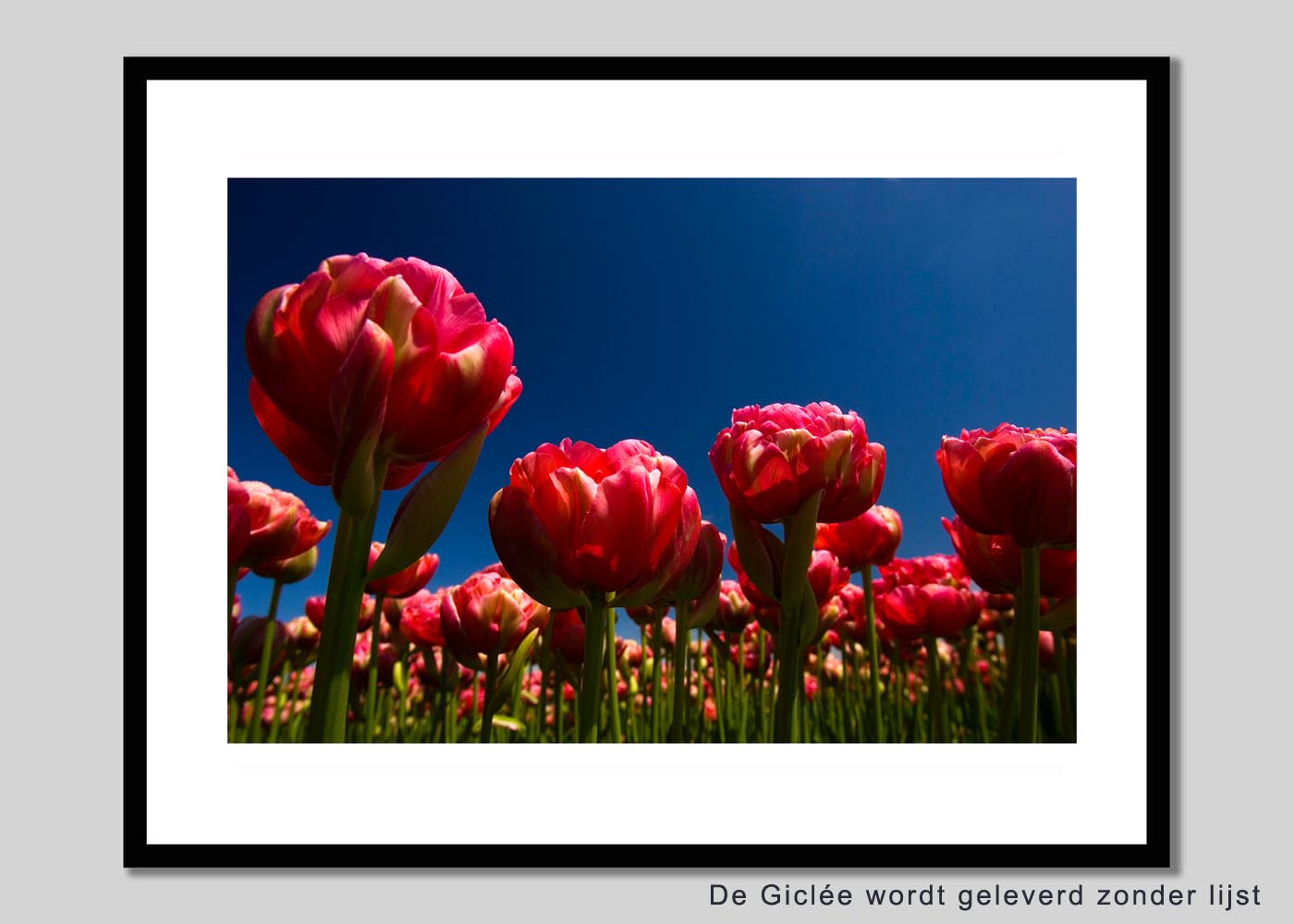 Tulpen 3